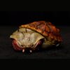 AHB Series 8 - Matamata Turtle – Chelus fimbriata | Turtle