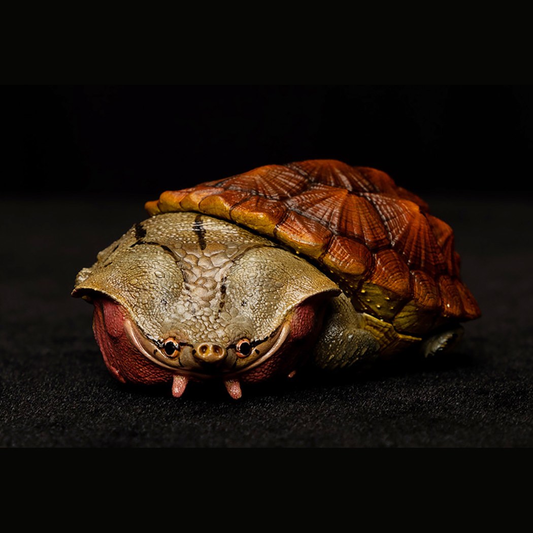 AHB Series 8 - Matamata Turtle – Chelus fimbriata | Turtle