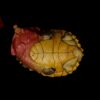 AHB Series 8 - Matamata Turtle – Chelus fimbriata | Turtle