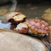 AHB Series 8 - Matamata Turtle – Chelus fimbriata | Turtle
