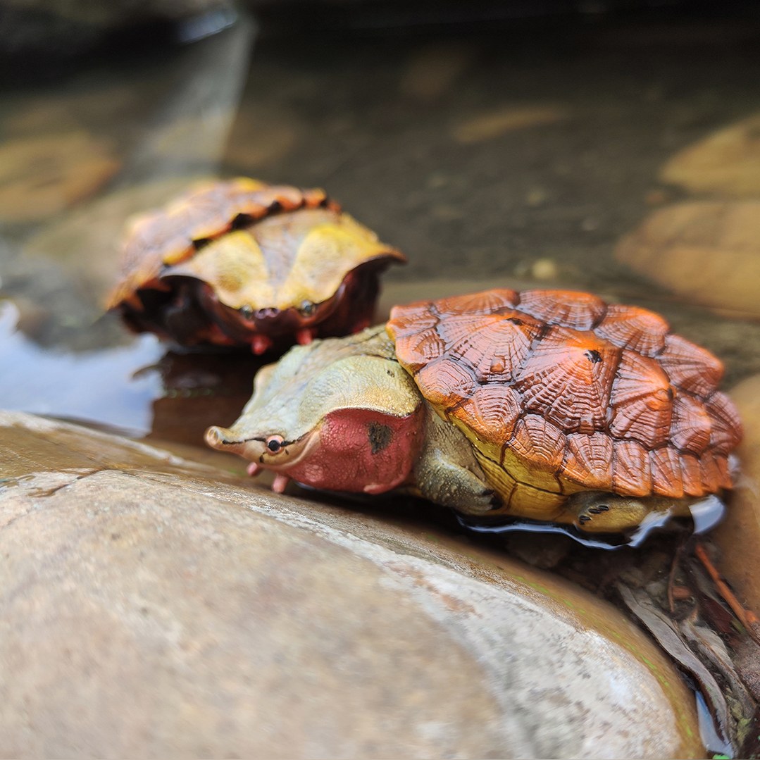 AHB Series 8 - Matamata Turtle – Chelus fimbriata | Turtle