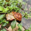 AHB Series 8 - Matamata Turtle – Chelus fimbriata | Turtle