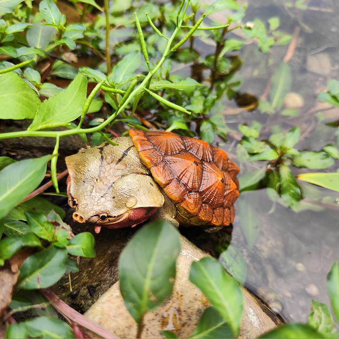 AHB Series 8 - Matamata Turtle – Chelus fimbriata | Turtle