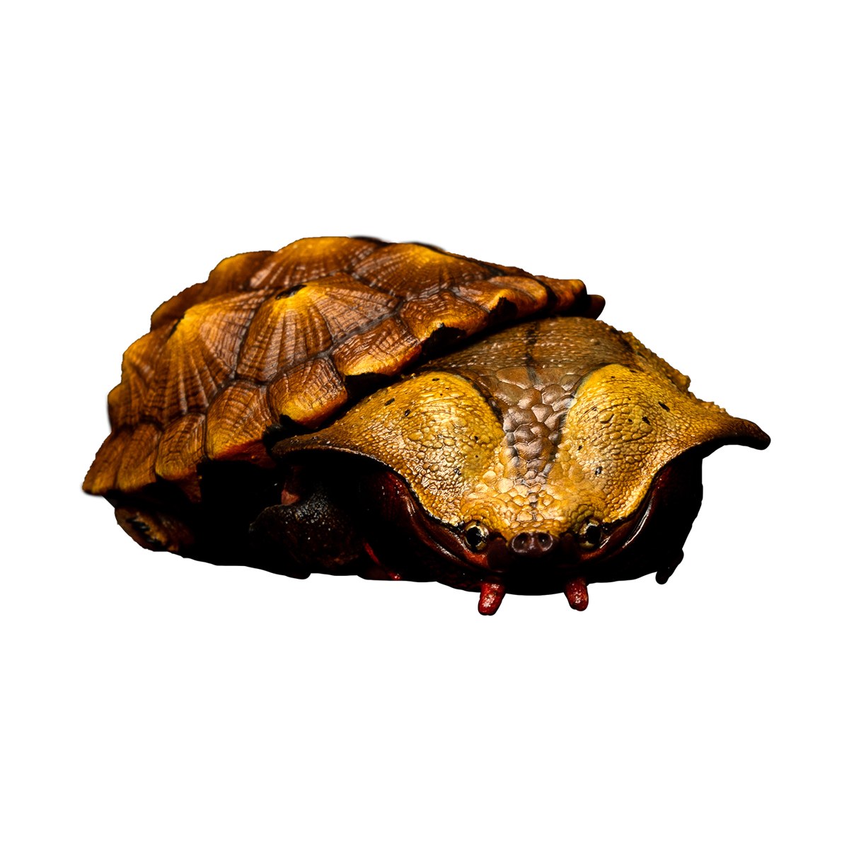 AHB Series 8 - Orinoco Matamata – Chelus orinocensis | Turtle