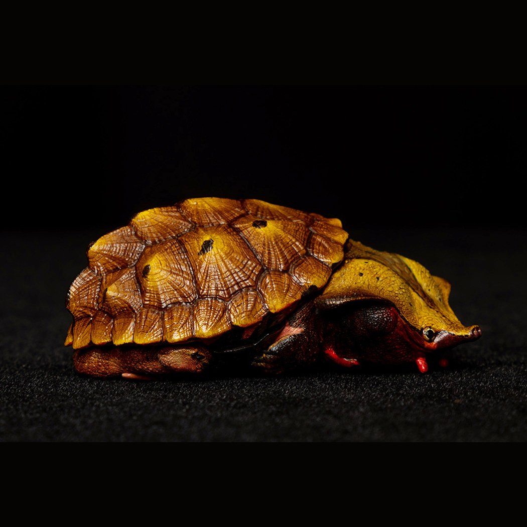 AHB Series 8 - Orinoco Matamata – Chelus orinocensis | Turtle