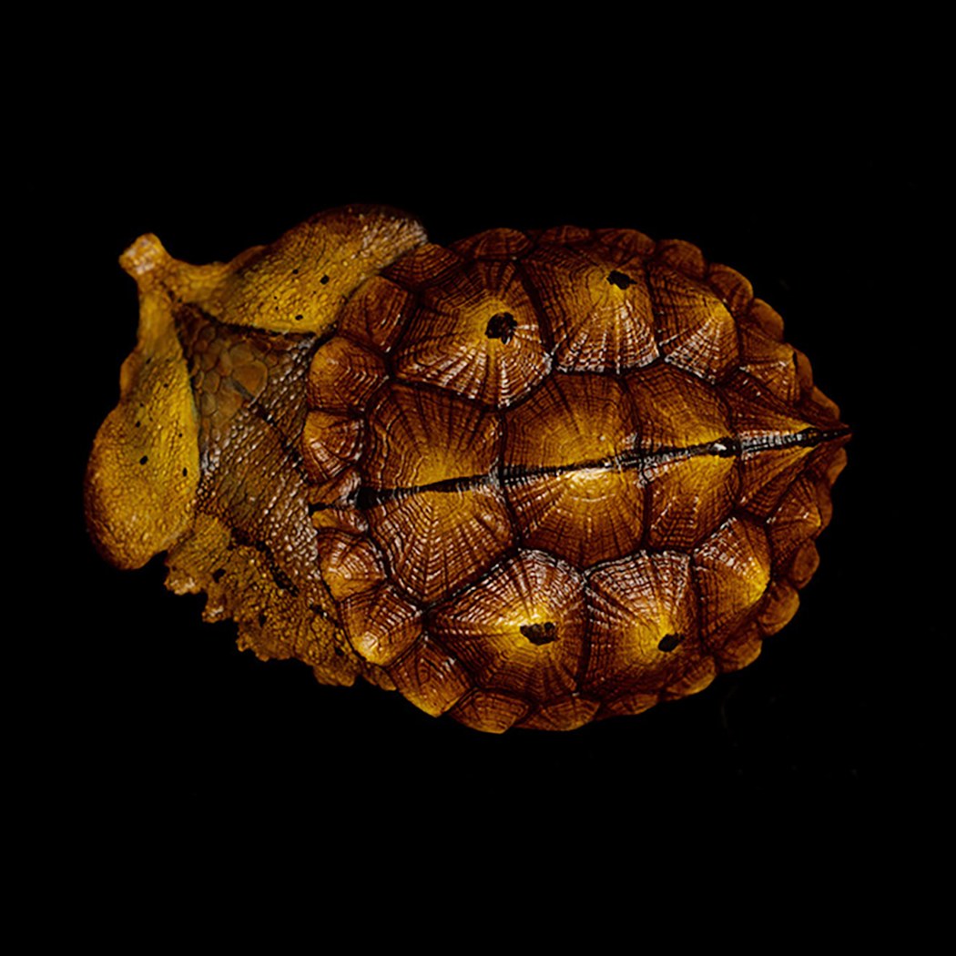 AHB Series 8 - Orinoco Matamata – Chelus orinocensis | Turtle