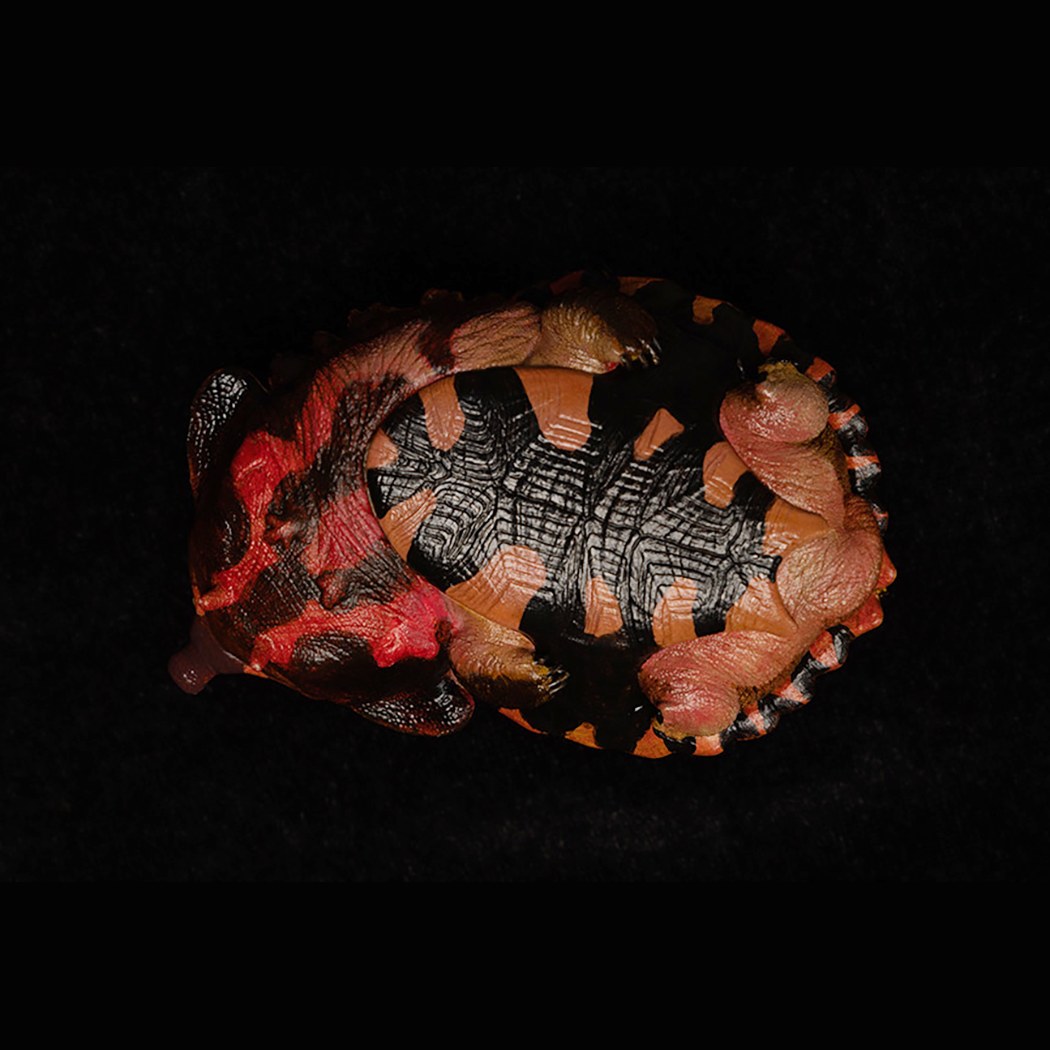 AHB Series 8 - Orinoco Matamata – Chelus orinocensis | Turtle