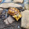 AHB Series 8 - Orinoco Matamata – Chelus orinocensis | Turtle