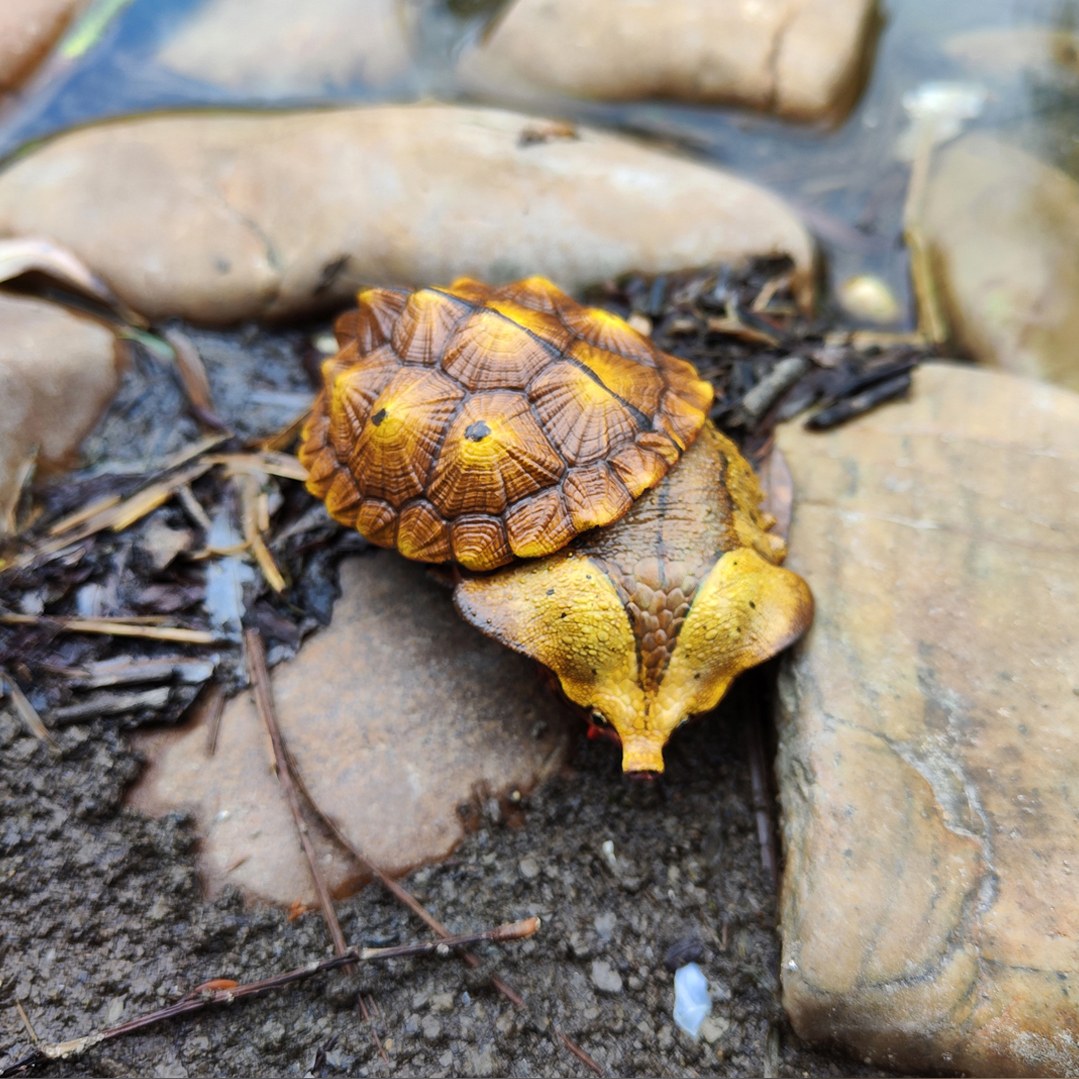 AHB Series 8 - Orinoco Matamata – Chelus orinocensis | Turtle
