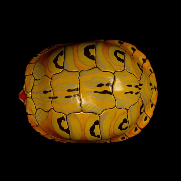 AHB Series 8 - Slider – Trachemys | Turtle