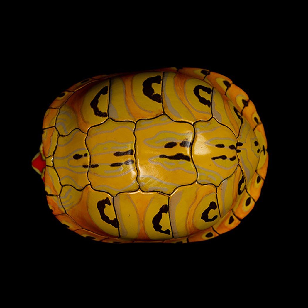 AHB-V8-07_04-f770f2d5 AHB Series 8 - Slider – Trachemys | Turtle