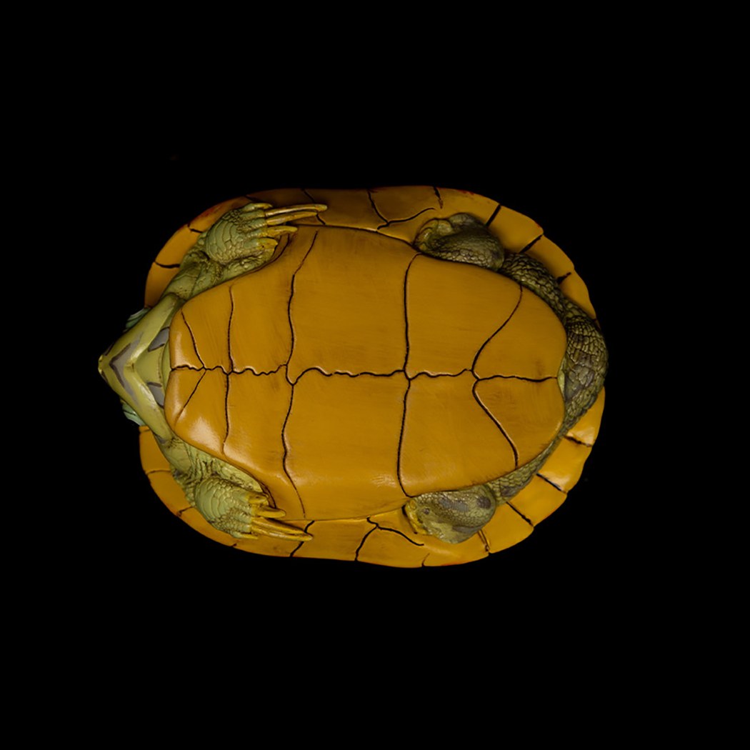 AHB-V8-07_05-a5fec65f AHB Series 8 - Slider – Trachemys | Turtle