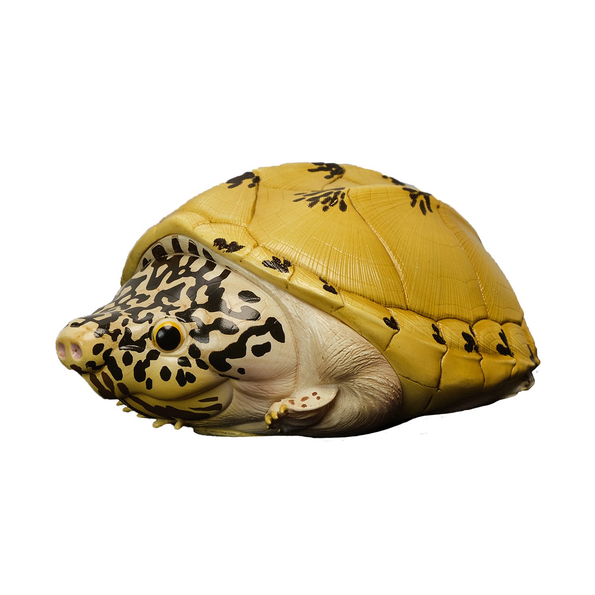 AHB Series 8 - Mexican Giant Musk Turtle – Staurotypus triporcatus | Turtle