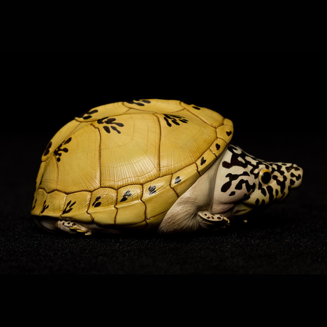 AHB Series 8 - Mexican Giant Musk Turtle – Staurotypus triporcatus | Turtle
