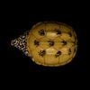 AHB Series 8 - Mexican Giant Musk Turtle – Staurotypus triporcatus | Turtle