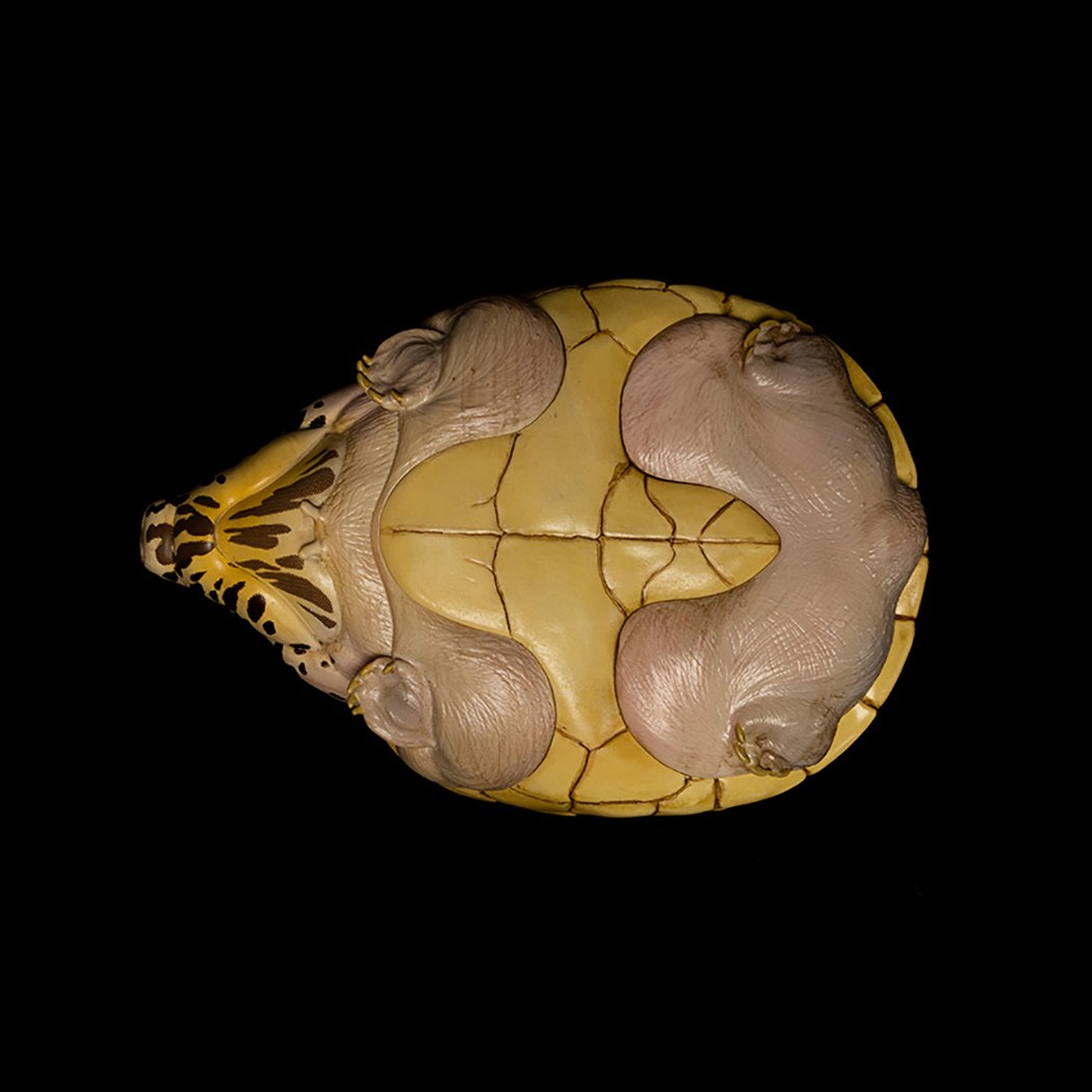 AHB Series 8 - Mexican Giant Musk Turtle – Staurotypus triporcatus | Turtle