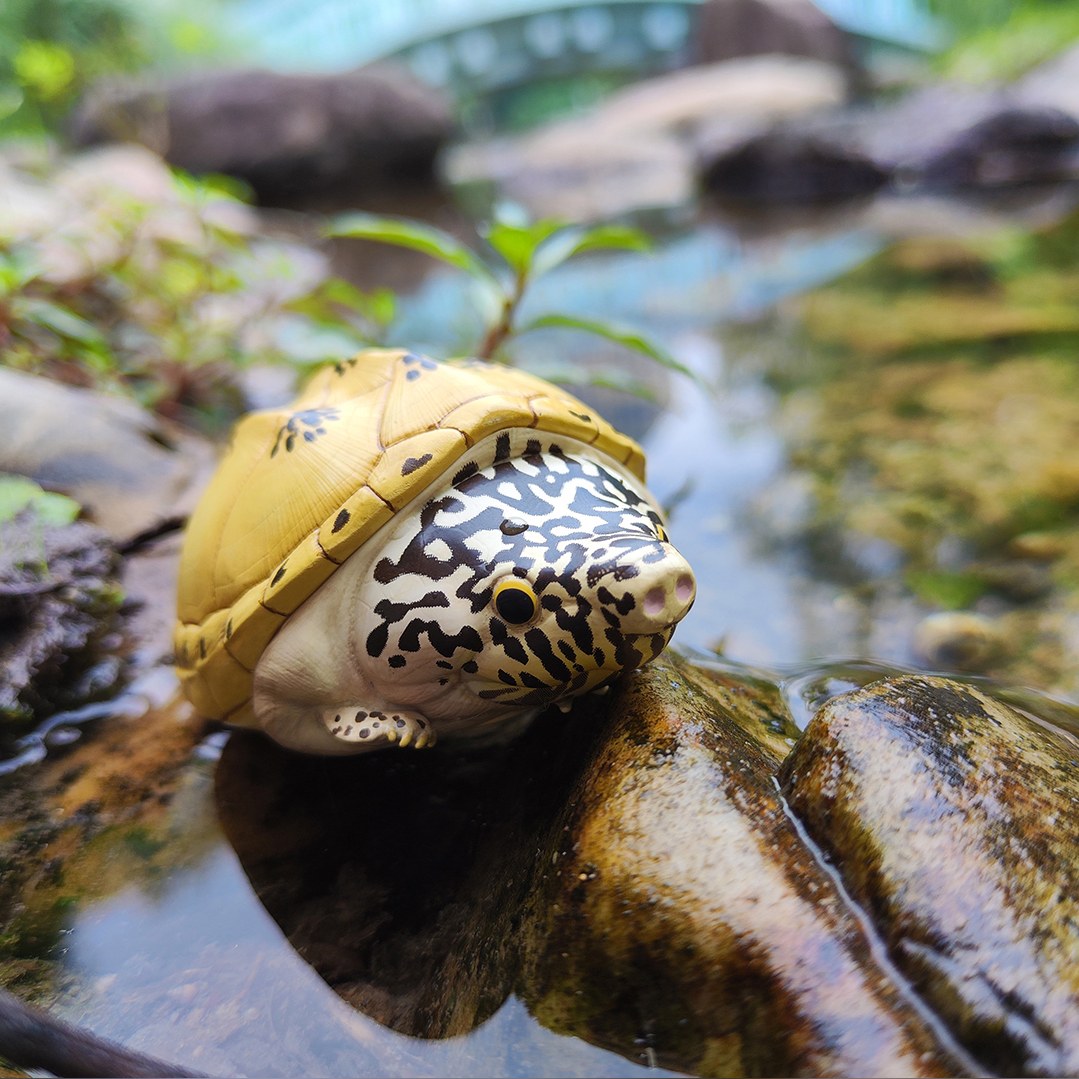 AHB Series 8 - Mexican Giant Musk Turtle – Staurotypus triporcatus | Turtle