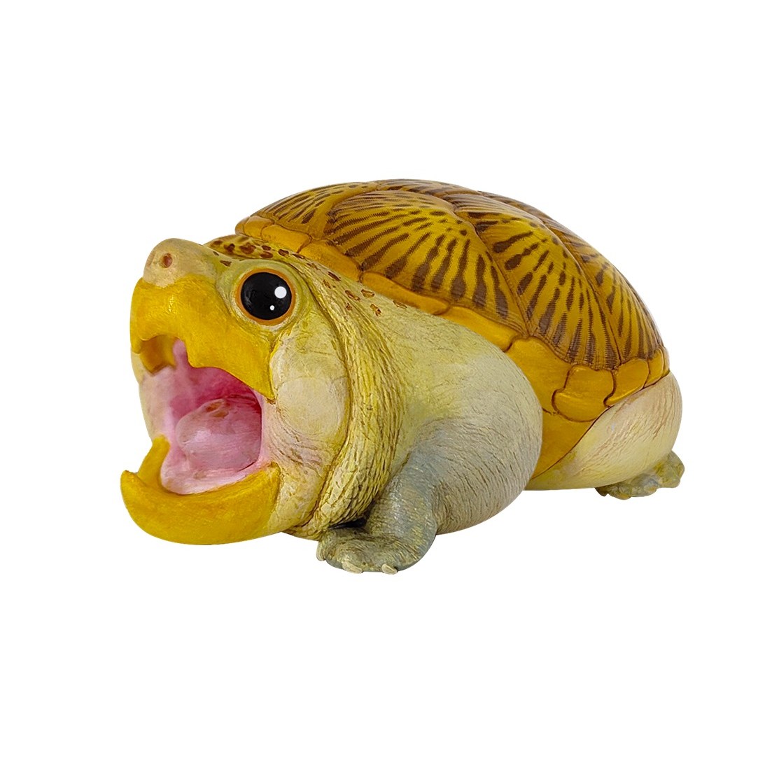 AHB Series 8 - Narrow-Bridged Musk Turtle (Mouth Open) – Claudius angustatus | Turtle
