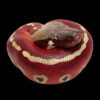 AHB Series 9 - Blood Python – Python brongersmai | Snake