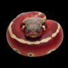AHB Series 9 - Blood Python – Python brongersmai | Snake