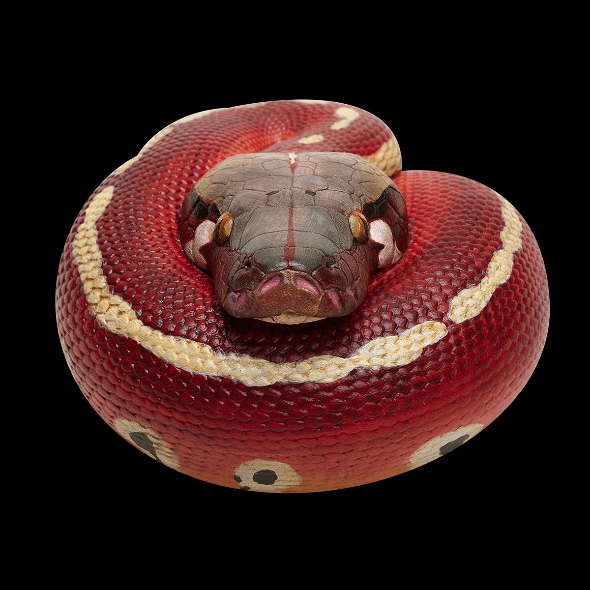 AHB Series 9 - Blood Python – Python brongersmai | Snake