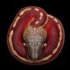 AHB Series 9 - Blood Python – Python brongersmai | Snake