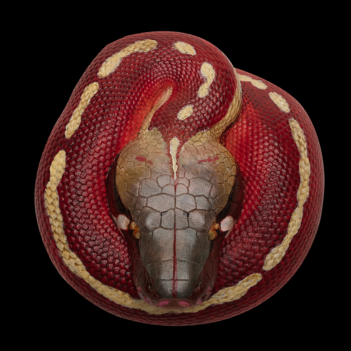 AHB Series 9 - Blood Python – Python brongersmai | Snake
