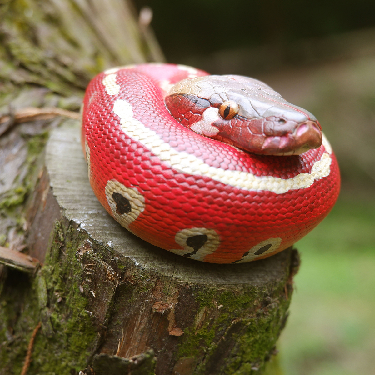 AHB Series 9 - Blood Python – Python brongersmai | Snake