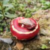 AHB Series 9 - Blood Python – Python brongersmai | Snake