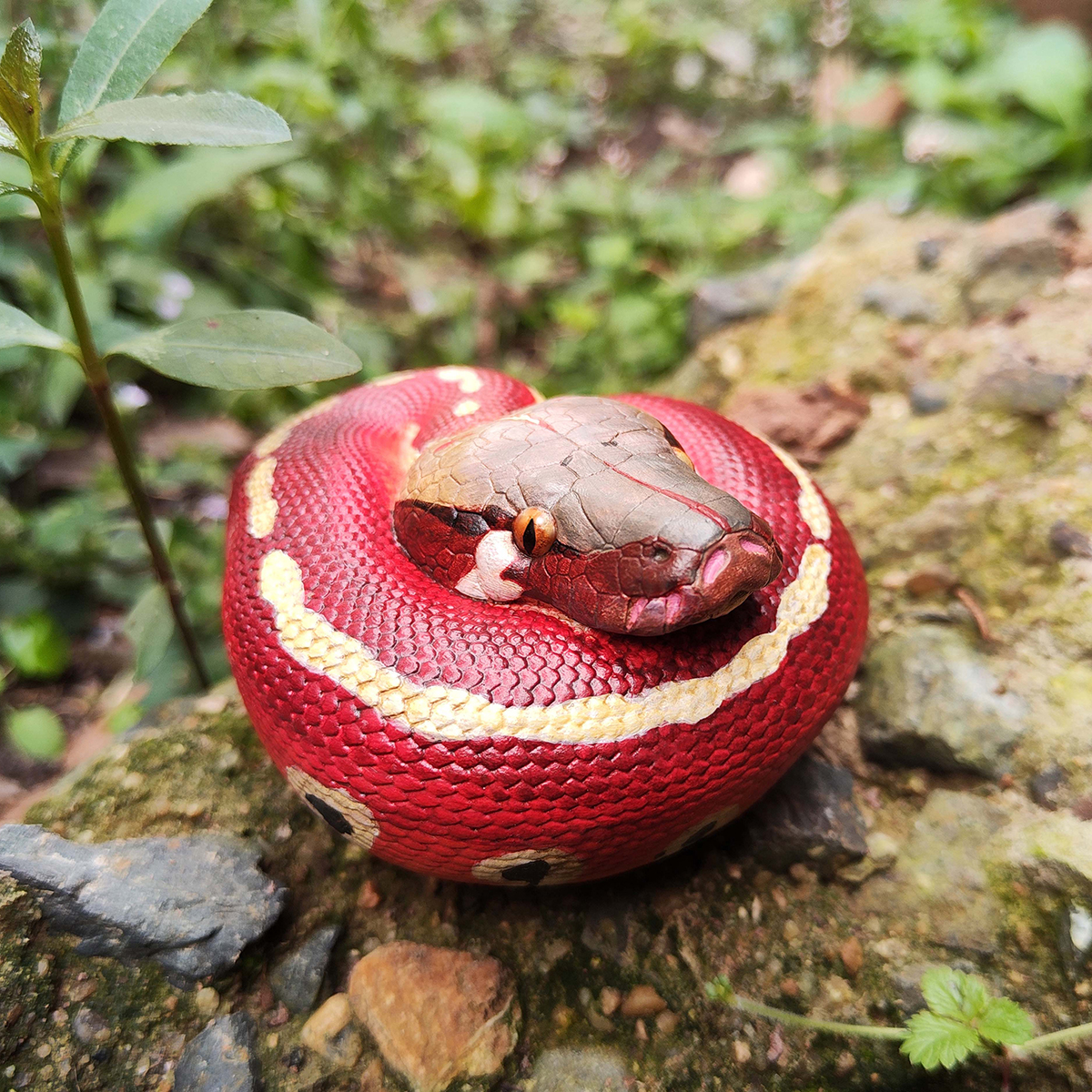 AHB Series 9 - Blood Python – Python brongersmai | Snake