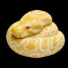 AHB Series 9 - Albino Burmese Python – Python molurus bivittatus | Snake