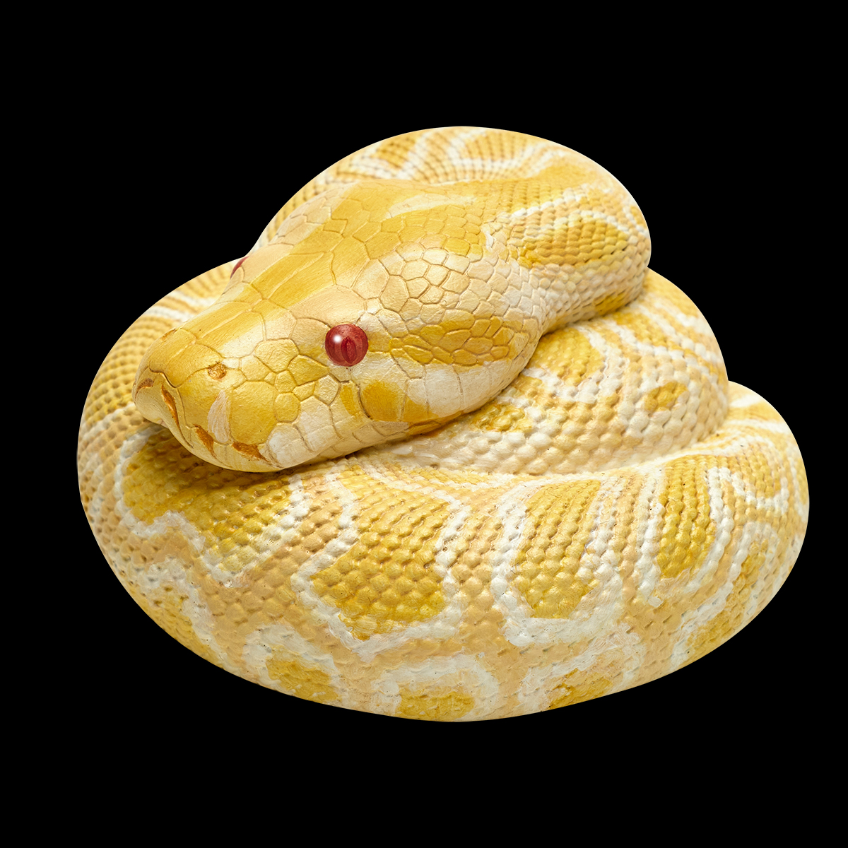 AHB Series 9 - Albino Burmese Python – Python molurus bivittatus | Snake