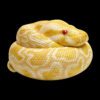 AHB Series 9 - Albino Burmese Python – Python molurus bivittatus | Snake