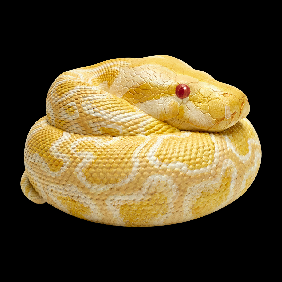 AHB Series 9 - Albino Burmese Python – Python molurus bivittatus | Snake