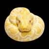 AHB Series 9 - Albino Burmese Python – Python molurus bivittatus | Snake