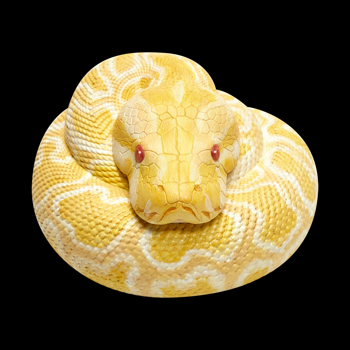 AHB Series 9 - Albino Burmese Python – Python molurus bivittatus | Snake