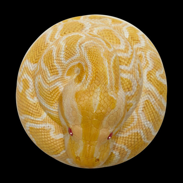 AHB Series 9 - Albino Burmese Python – Python molurus bivittatus | Snake