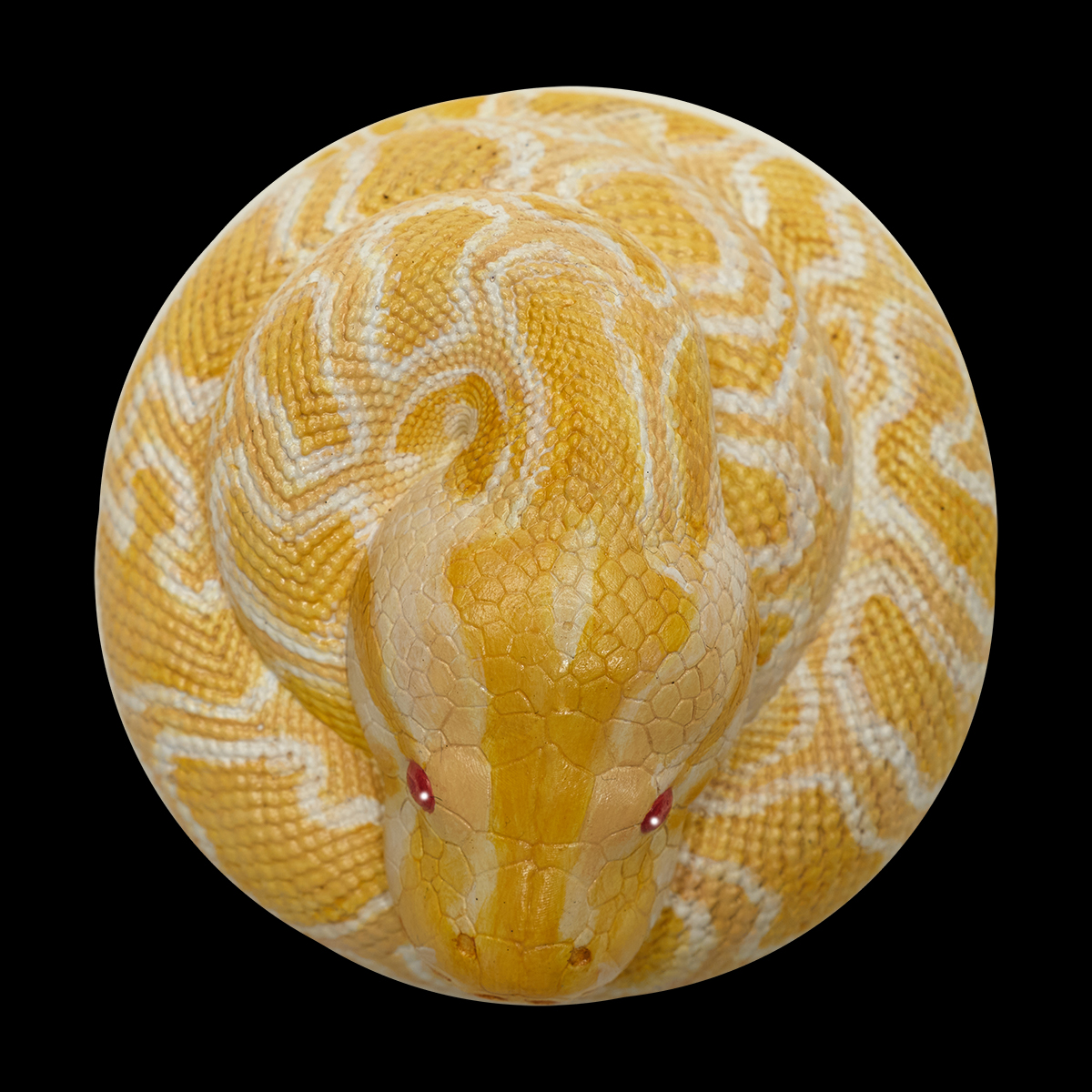 AHB Series 9 - Albino Burmese Python – Python molurus bivittatus | Snake