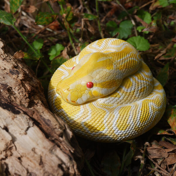 AHB Series 9 - Albino Burmese Python – Python molurus bivittatus | Snake