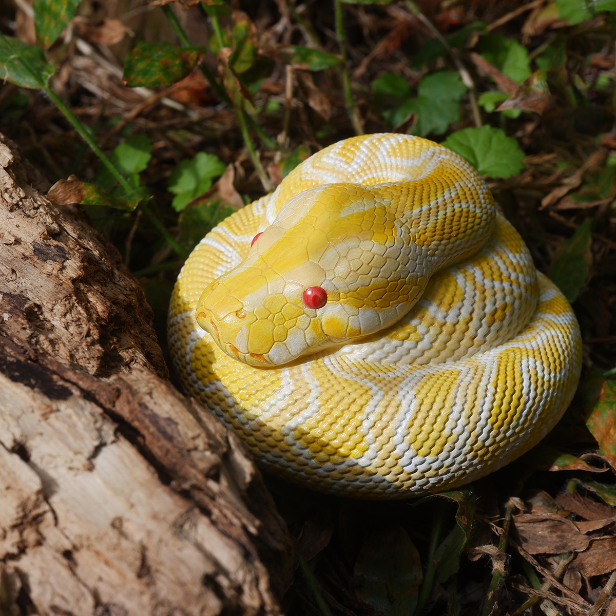 AHB Series 9 - Albino Burmese Python – Python molurus bivittatus | Snake
