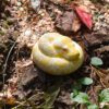 AHB Series 9 - Albino Burmese Python – Python molurus bivittatus | Snake