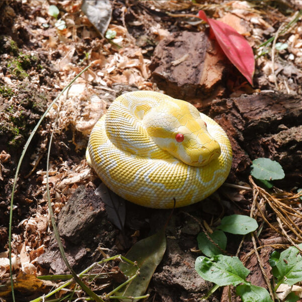AHB Series 9 - Albino Burmese Python – Python molurus bivittatus | Snake