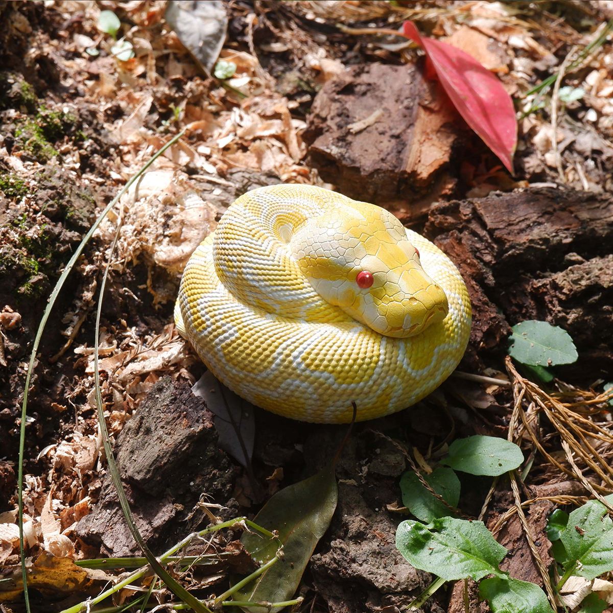 AHB Series 9 - Albino Burmese Python – Python molurus bivittatus | Snake