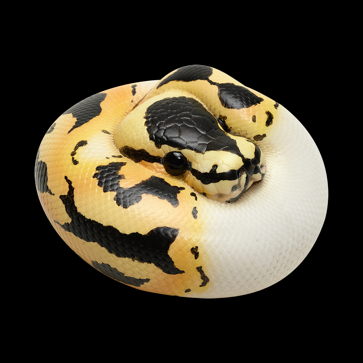 AHB Series 9 - Pastel Pied Ball Python – Python regius | Snake