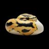 AHB Series 9 - Pastel Pied Ball Python – Python regius | Snake