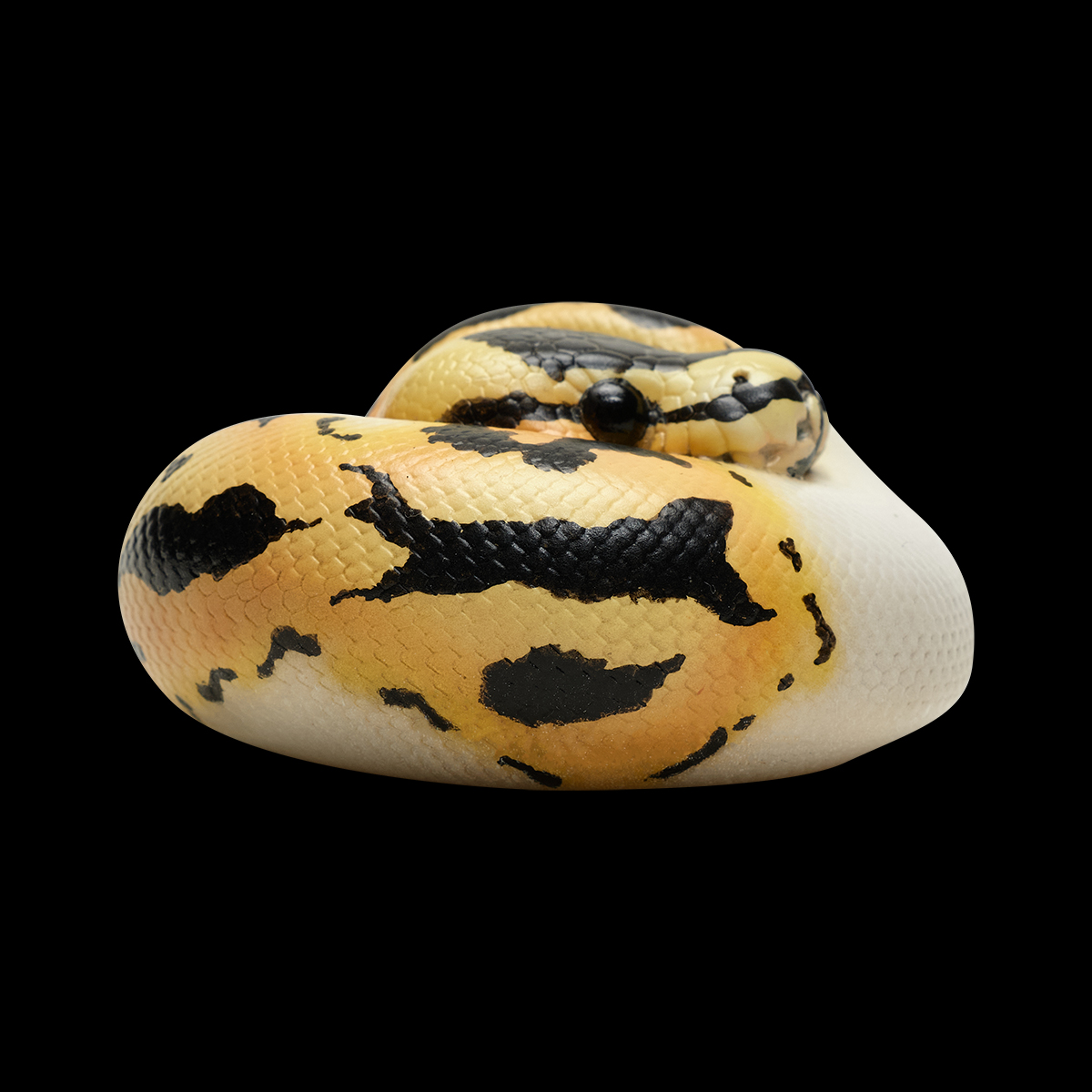 AHB Series 9 - Pastel Pied Ball Python – Python regius | Snake