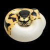 AHB Series 9 - Pastel Pied Ball Python – Python regius | Snake