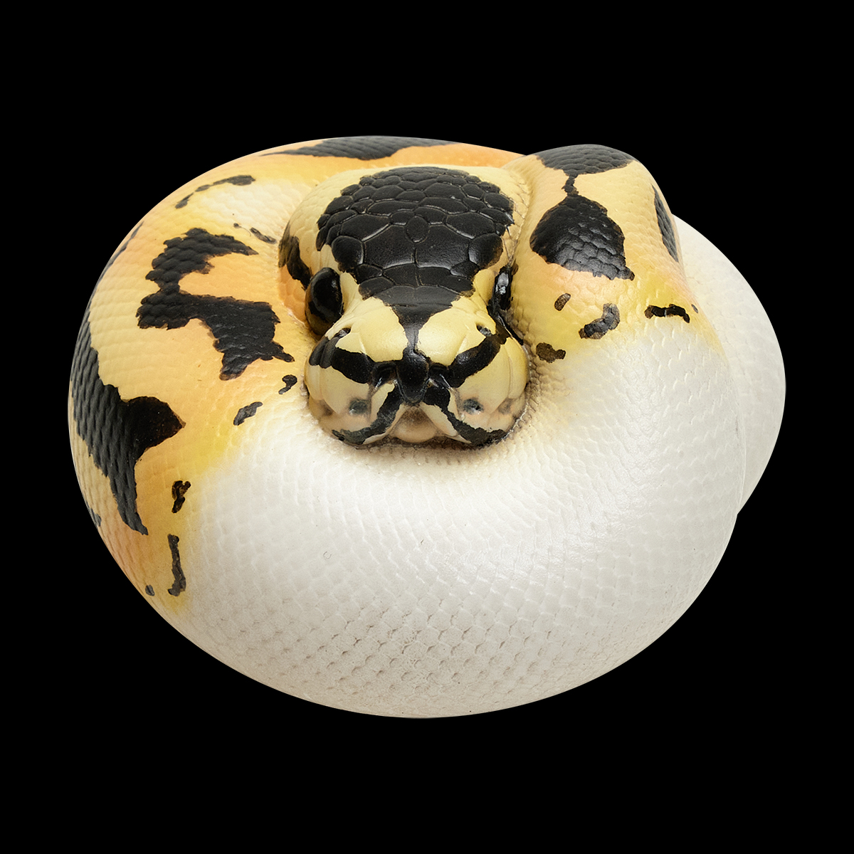 AHB Series 9 - Pastel Pied Ball Python – Python regius | Snake