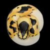 AHB Series 9 - Pastel Pied Ball Python – Python regius | Snake