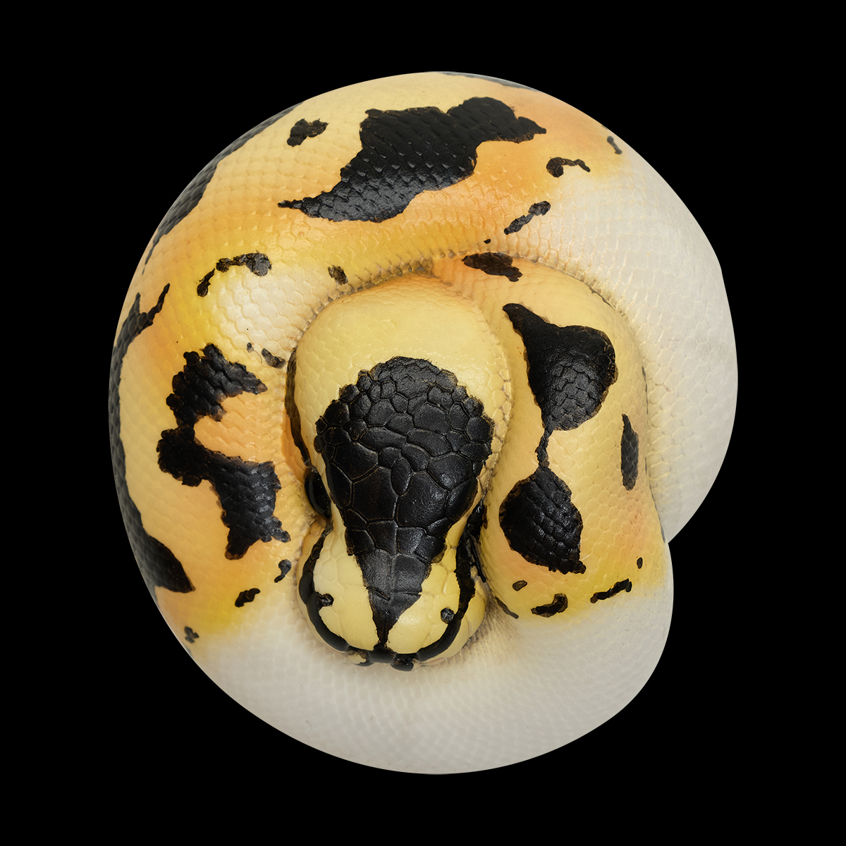 AHB Series 9 - Pastel Pied Ball Python – Python regius | Snake